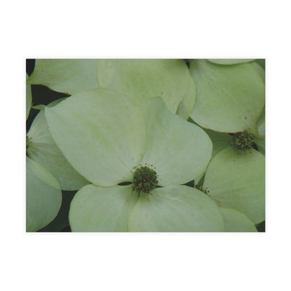 Cornus Kousa Flowers Postcard Set - 2 Sizes Available, Quantities of 10, 30, 50