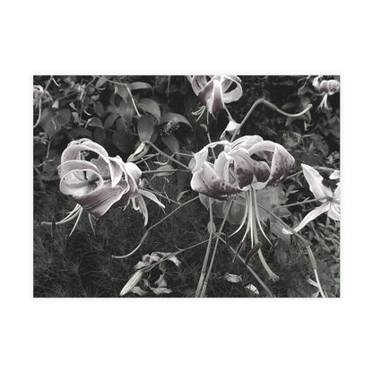 The Pink Tiger Lilies Postcard Set - 2 Sizes Available, Quantities of 10, 30, 50