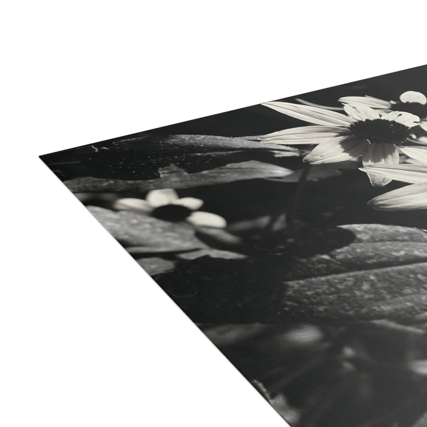 Coneflowers in Black and White Postcard Set - 2 Sizes Available, Quantities of 10, 30, 50