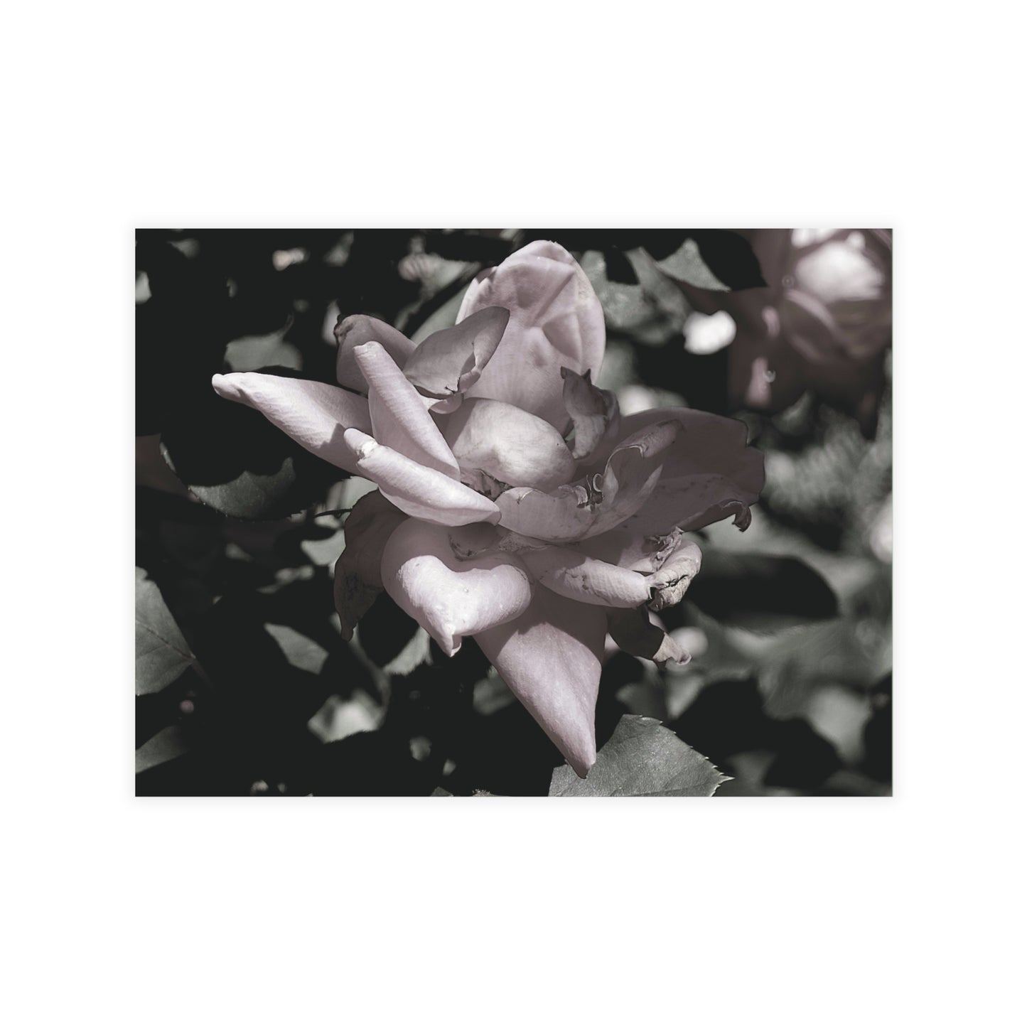 The Pink Rose Postcard Set - 2 Sizes Available, Quantities of 10, 30, 50