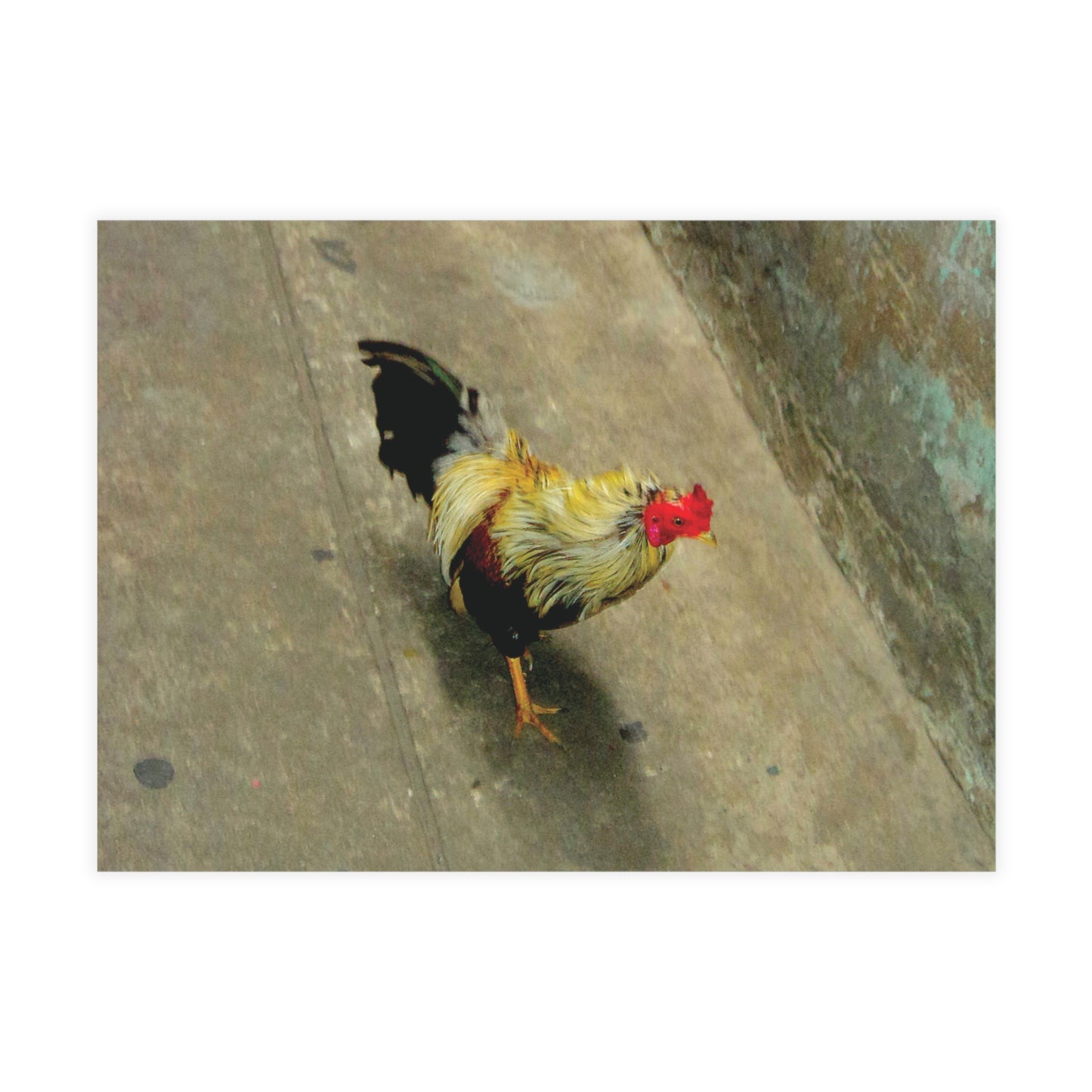 The Yellow Rooster Postcard Set - 2 Sizes Available, Quantities of 10, 30, 50