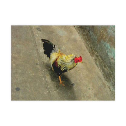 The Yellow Rooster Postcard Set - 2 Sizes Available, Quantities of 10, 30, 50