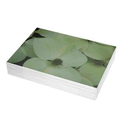 Cornus Kousa Flowers Postcard Set - 2 Sizes Available, Quantities of 10, 30, 50