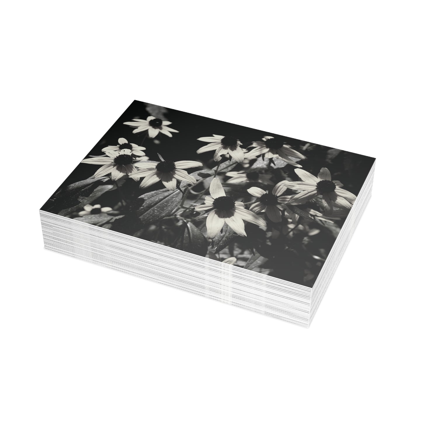 Coneflowers in Black and White Postcard Set - 2 Sizes Available, Quantities of 10, 30, 50