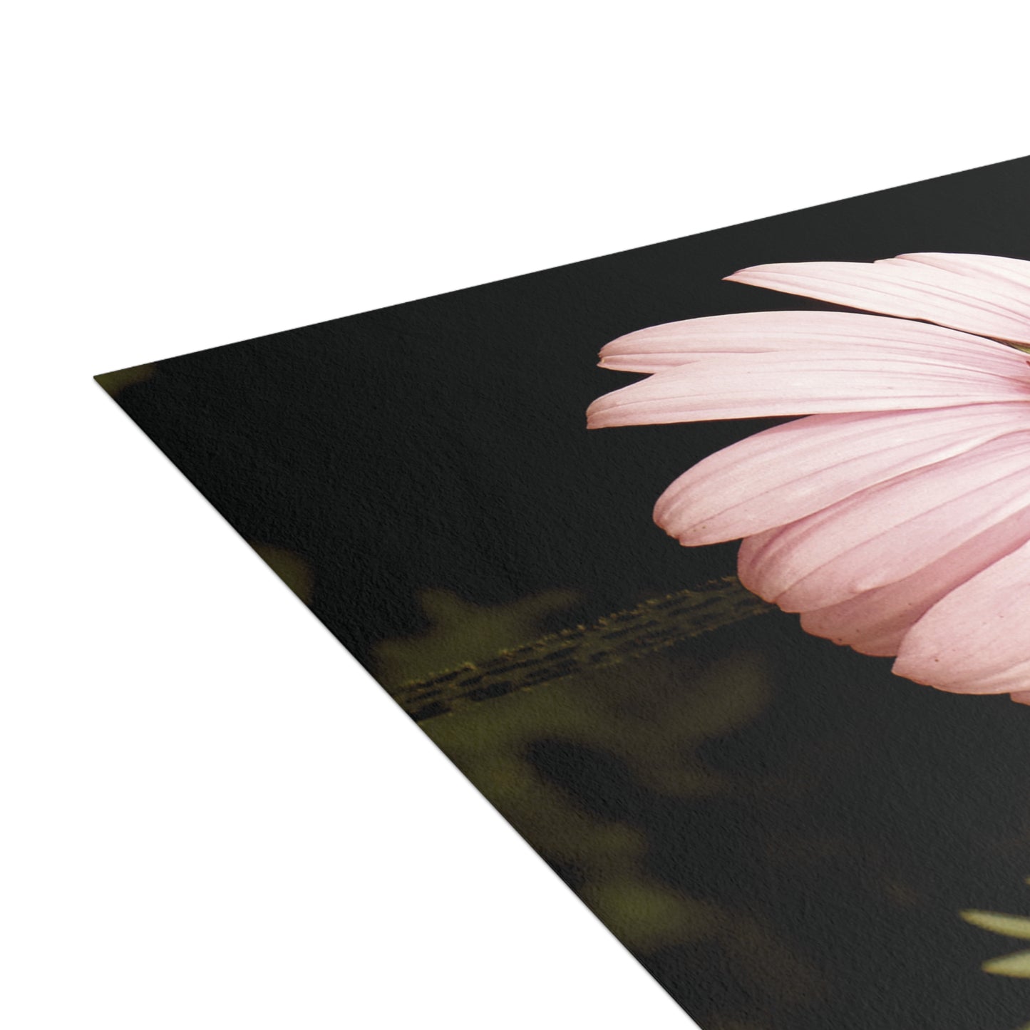 The Pink Coneflowers Postcard Set - 2 Sizes Available, Quantities of 10, 30, 50