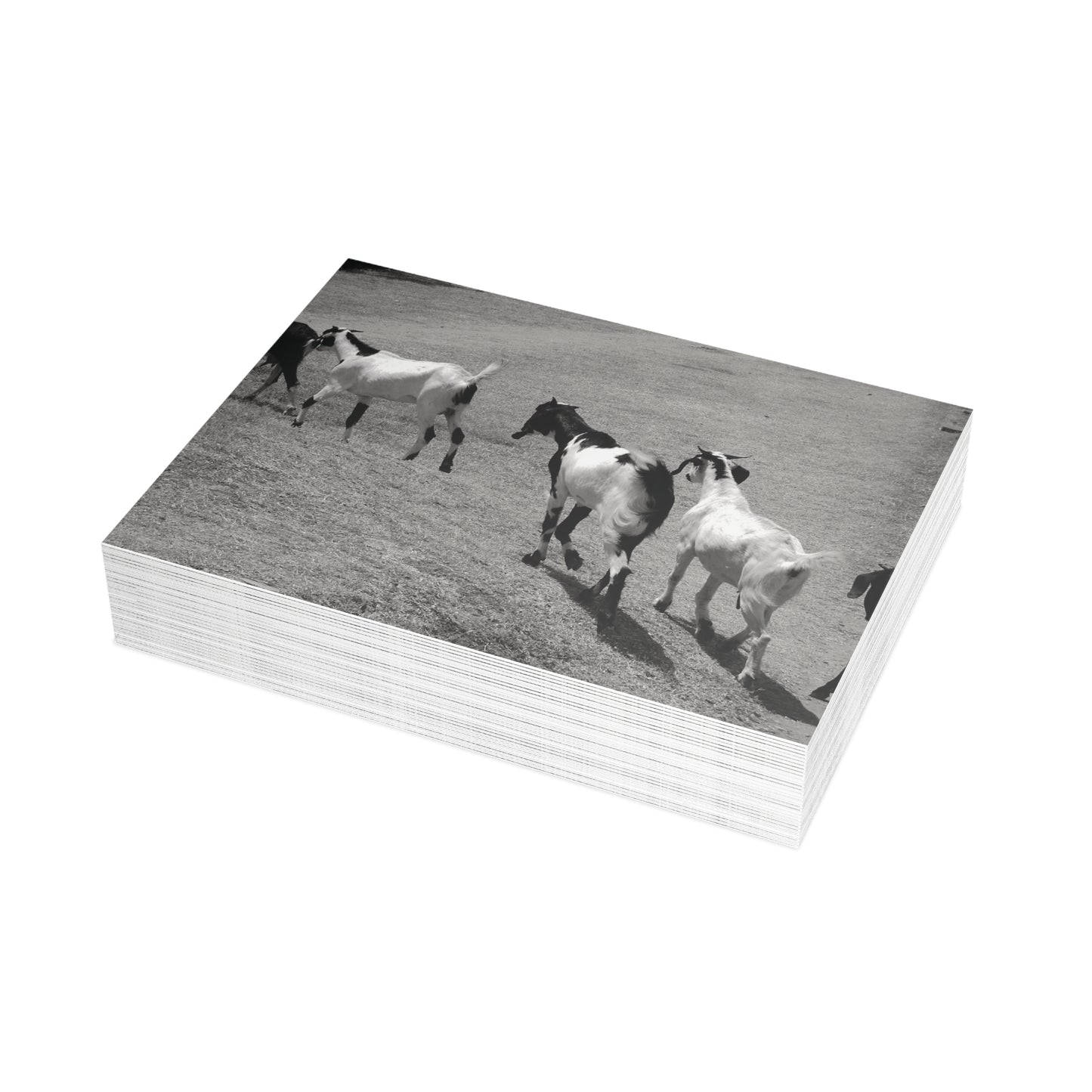 The Goats Postcard Set - 2 Sizes Available, Quantities of 10, 30, 50