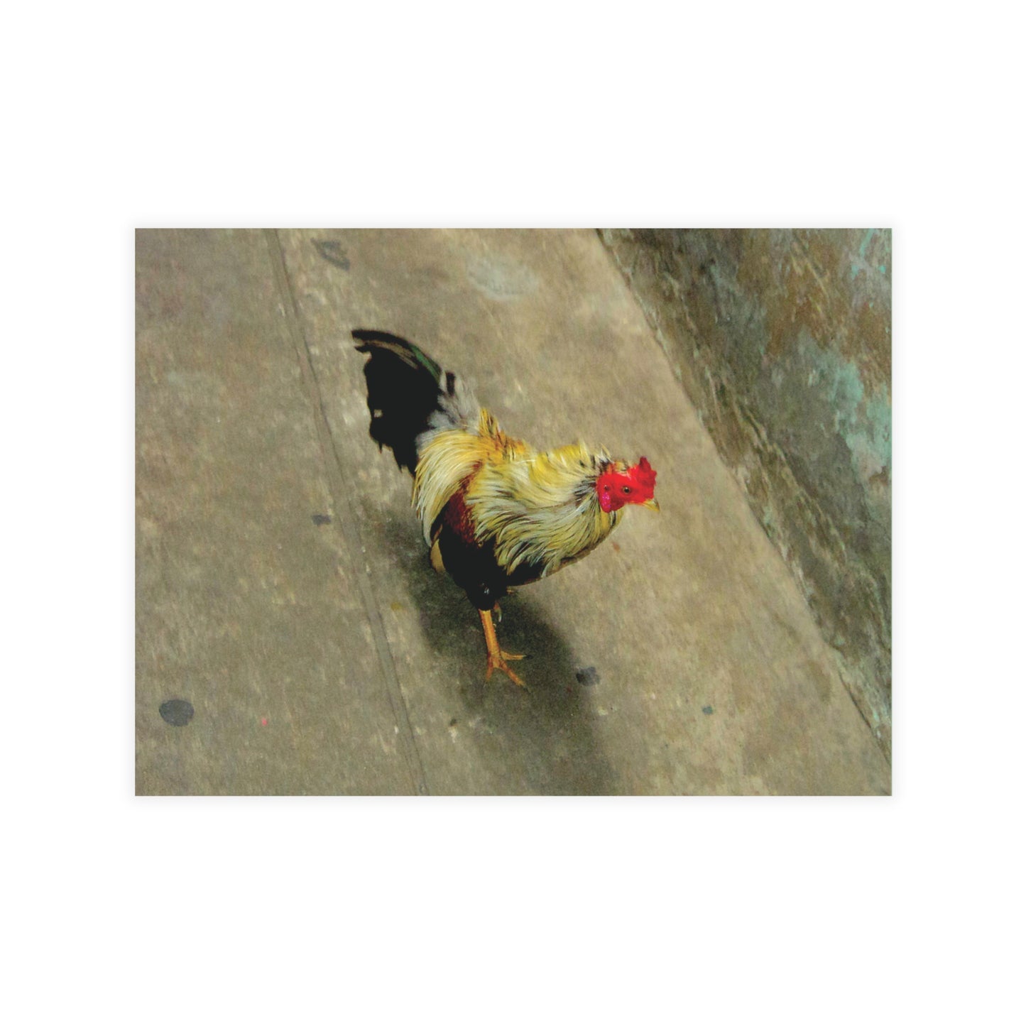 The Yellow Rooster Postcard Set - 2 Sizes Available, Quantities of 10, 30, 50