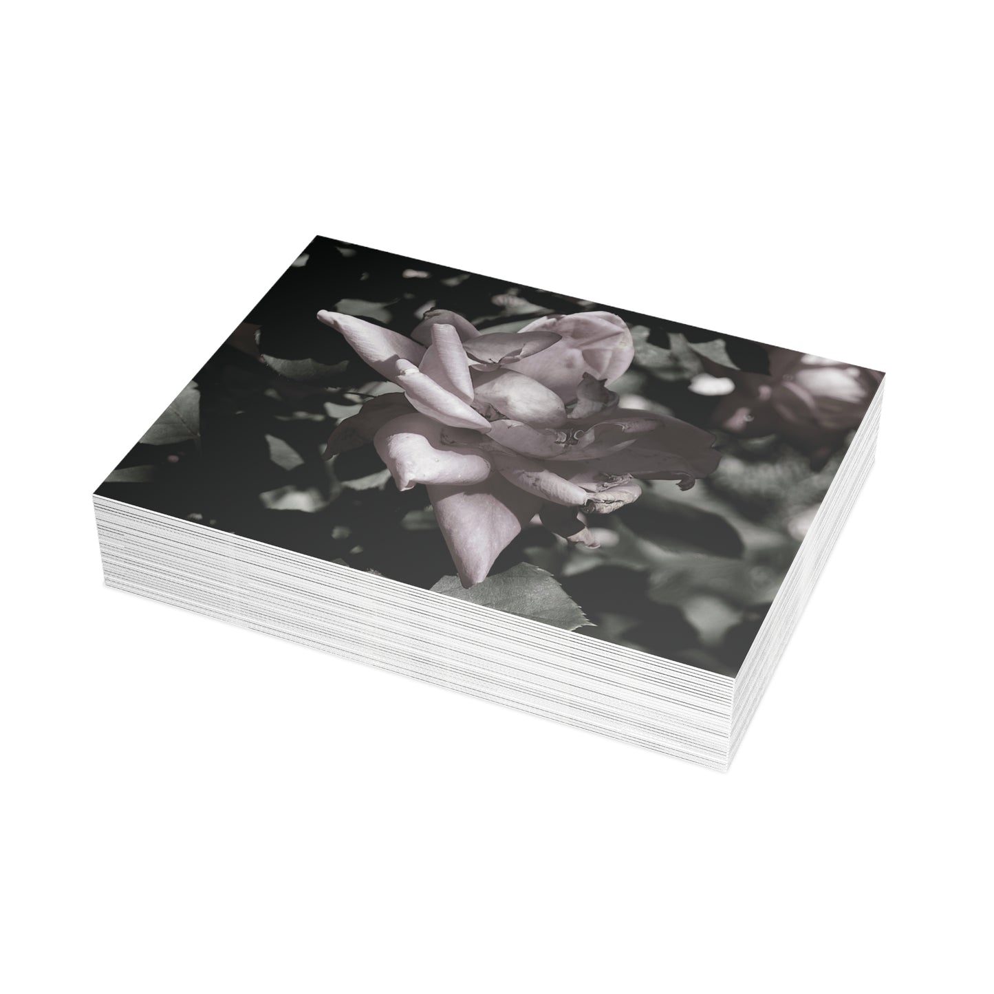 The Pink Rose Postcard Set - 2 Sizes Available, Quantities of 10, 30, 50