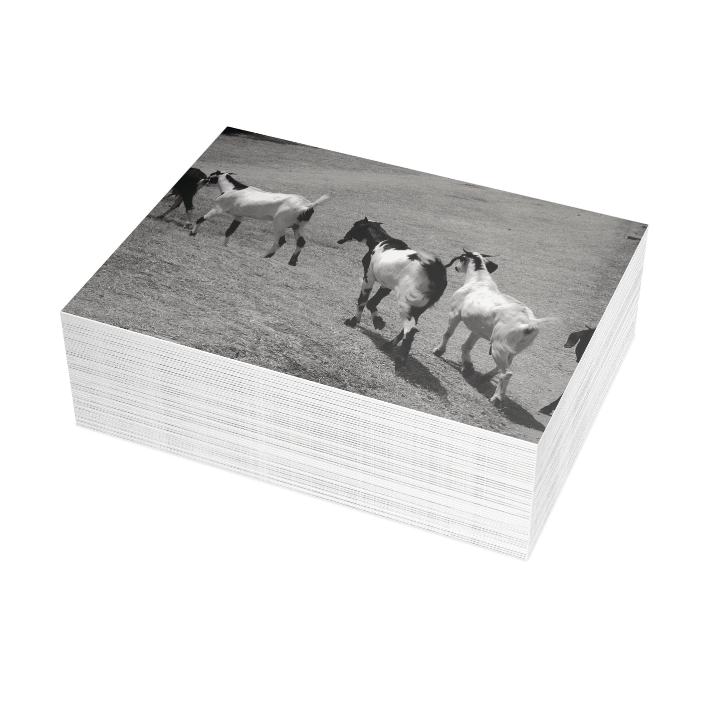 The Goats Postcard Set - 2 Sizes Available, Quantities of 10, 30, 50