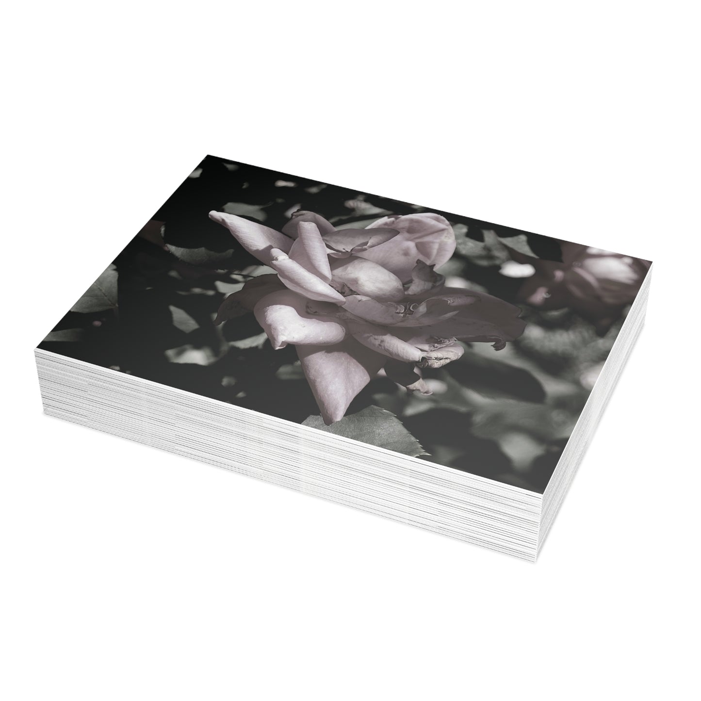 The Pink Rose Postcard Set - 2 Sizes Available, Quantities of 10, 30, 50