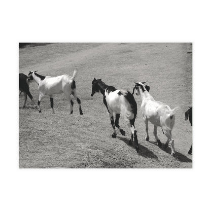 The Goats Postcard Set - 2 Sizes Available, Quantities of 10, 30, 50