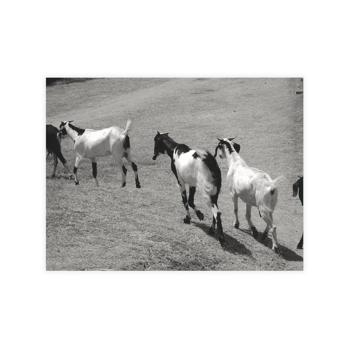 The Goats Postcard Set - 2 Sizes Available, Quantities of 10, 30, 50