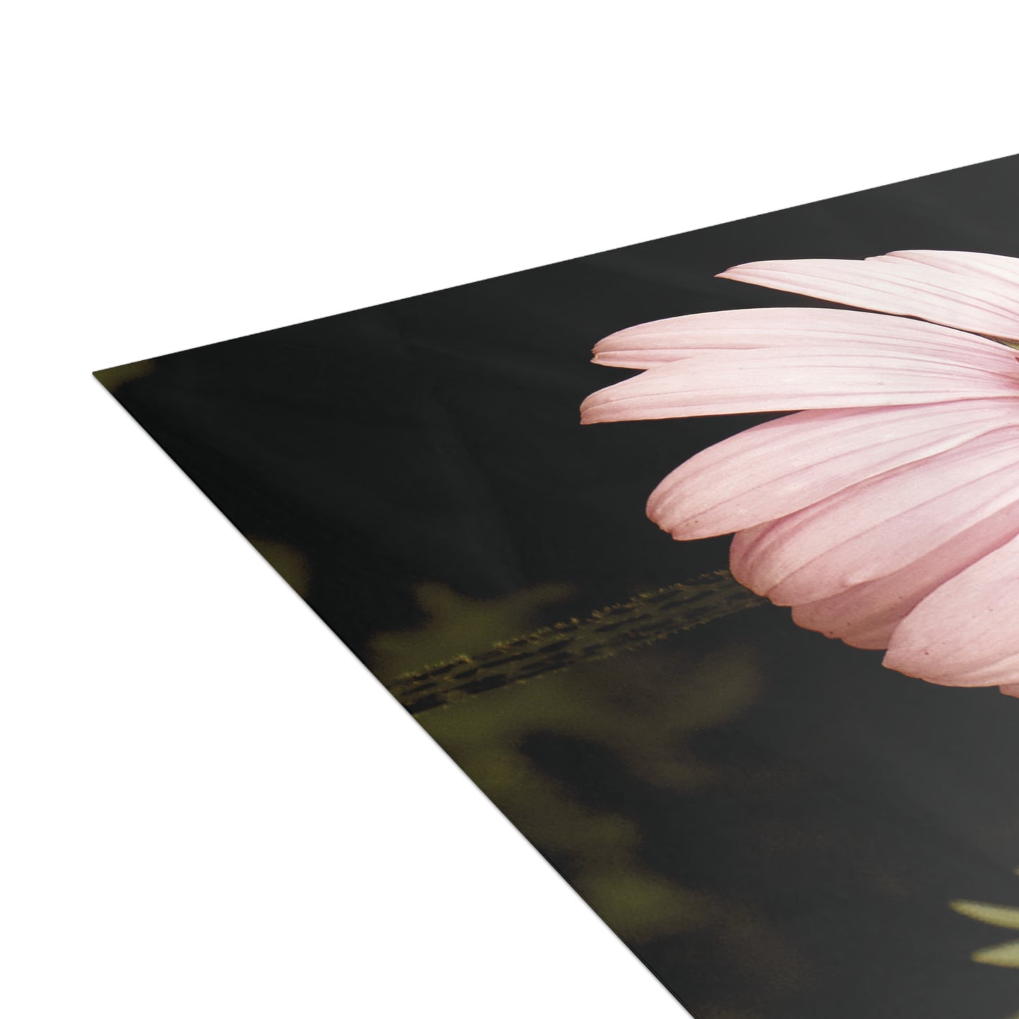 The Pink Coneflowers Postcard Set - 2 Sizes Available, Quantities of 10, 30, 50