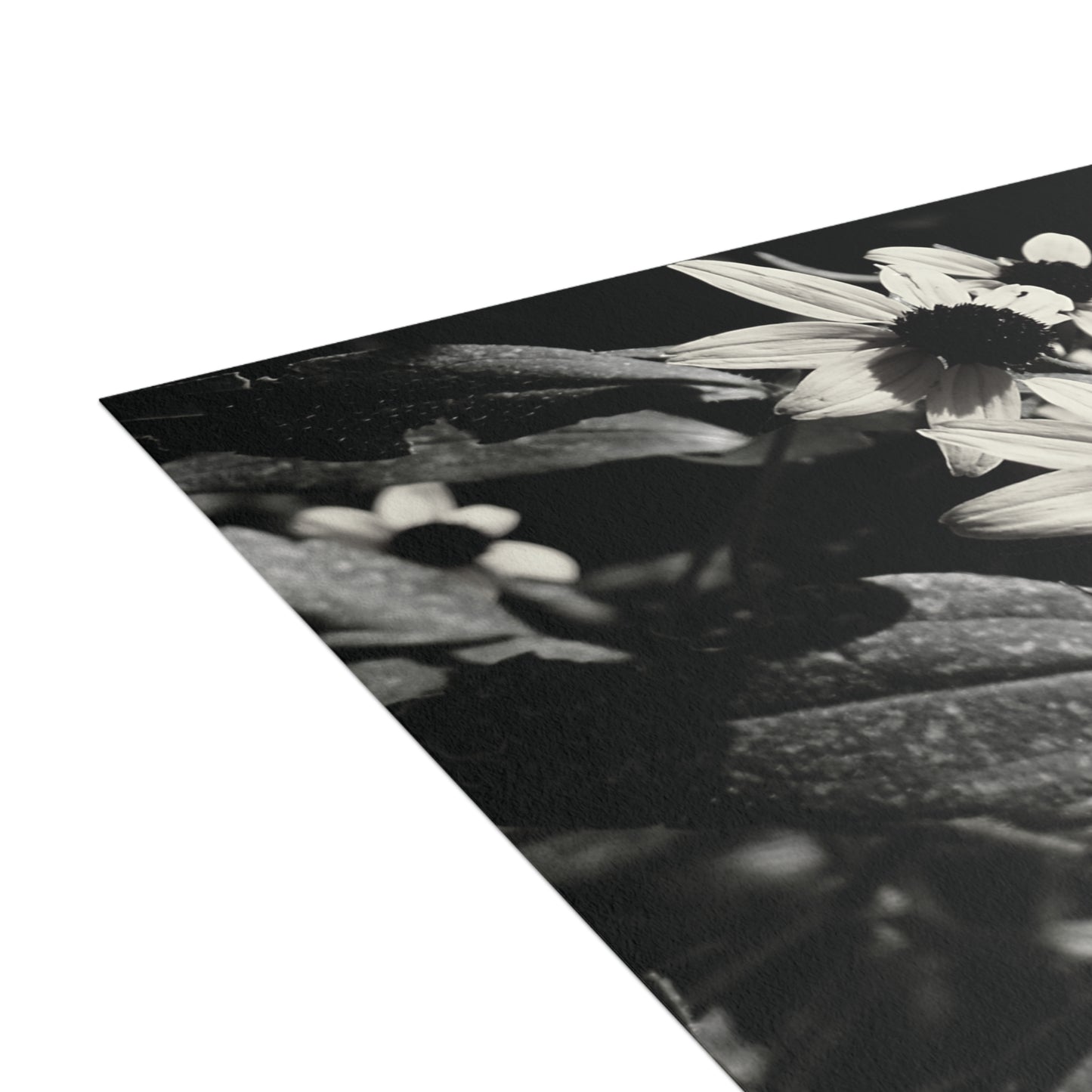 Coneflowers in Black and White Postcard Set - 2 Sizes Available, Quantities of 10, 30, 50