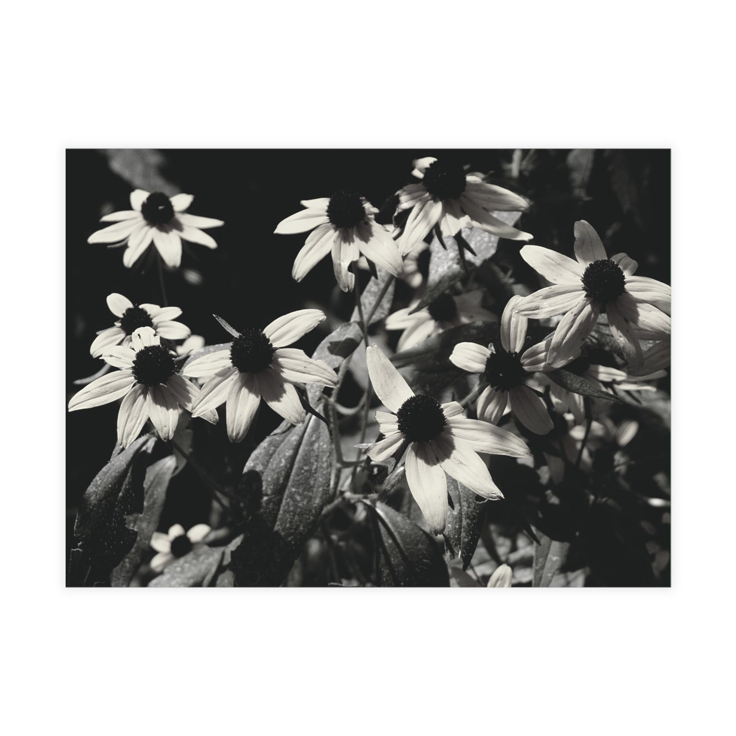 Coneflowers in Black and White Postcard Set - 2 Sizes Available, Quantities of 10, 30, 50