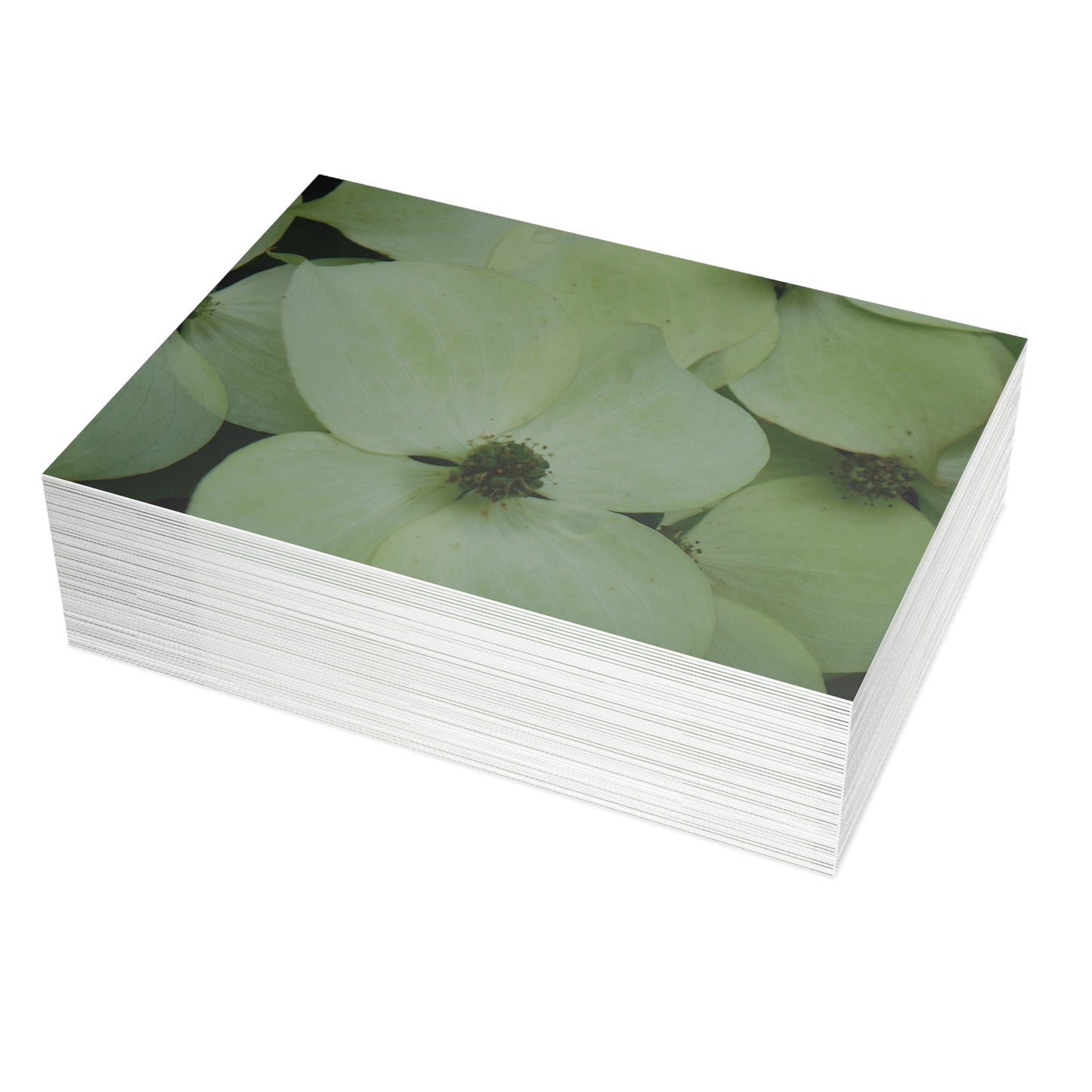 Cornus Kousa Flowers Postcard Set - 2 Sizes Available, Quantities of 10, 30, 50