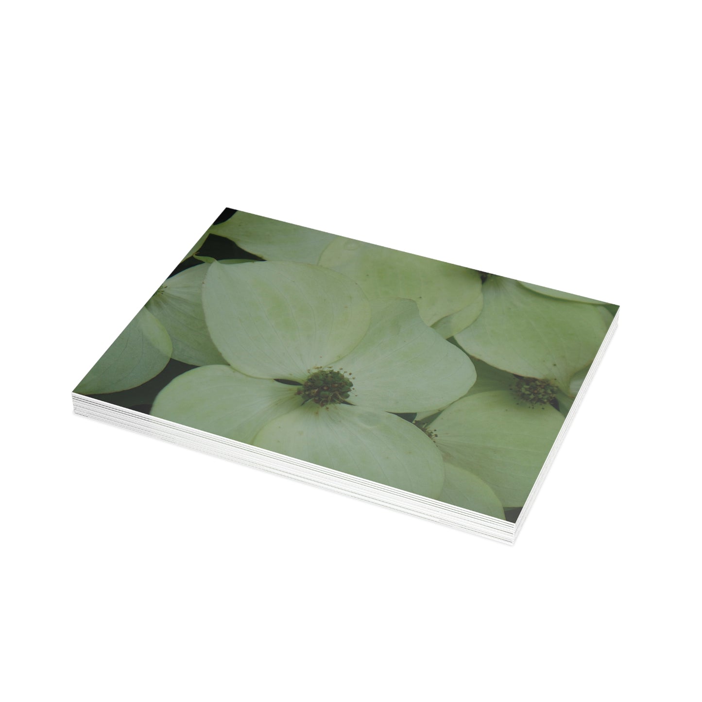 Cornus Kousa Flowers Postcard Set - 2 Sizes Available, Quantities of 10, 30, 50