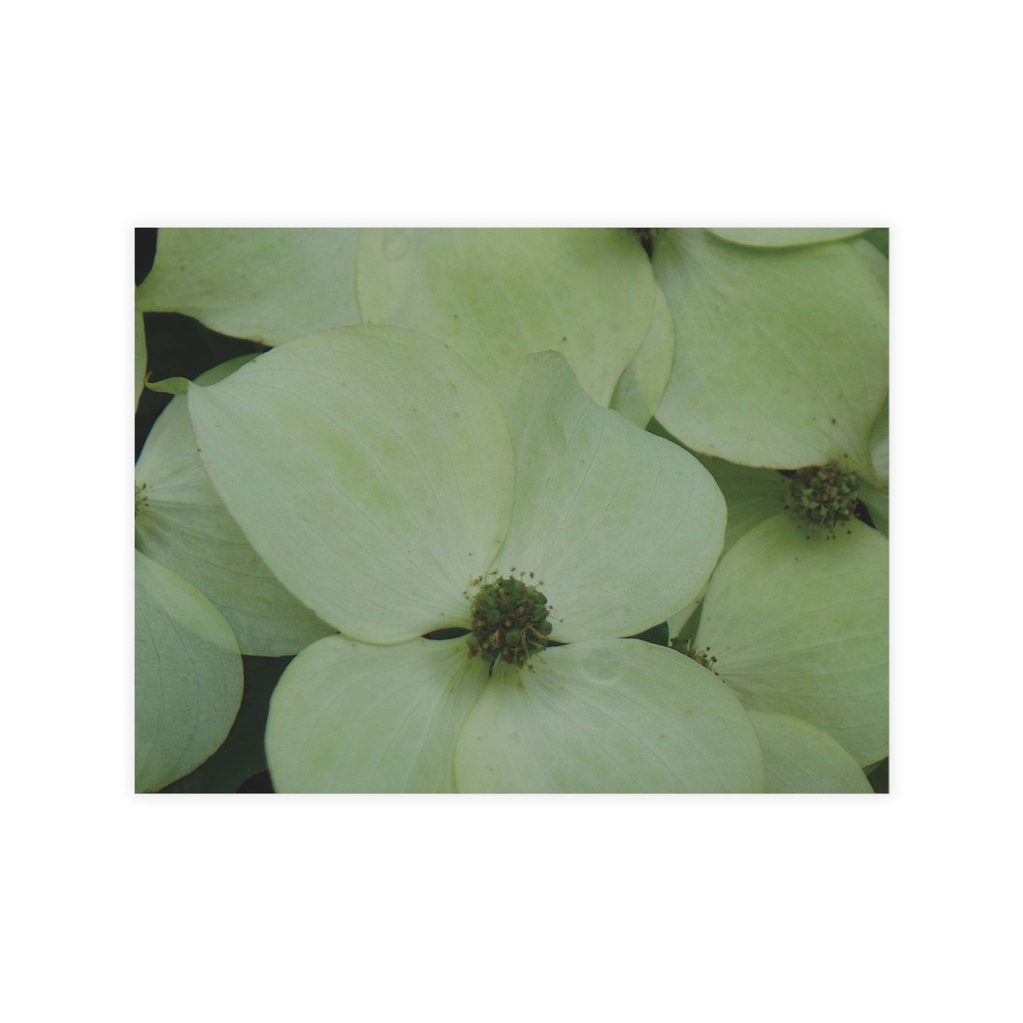 Cornus Kousa Flowers Postcard Set - 2 Sizes Available, Quantities of 10, 30, 50