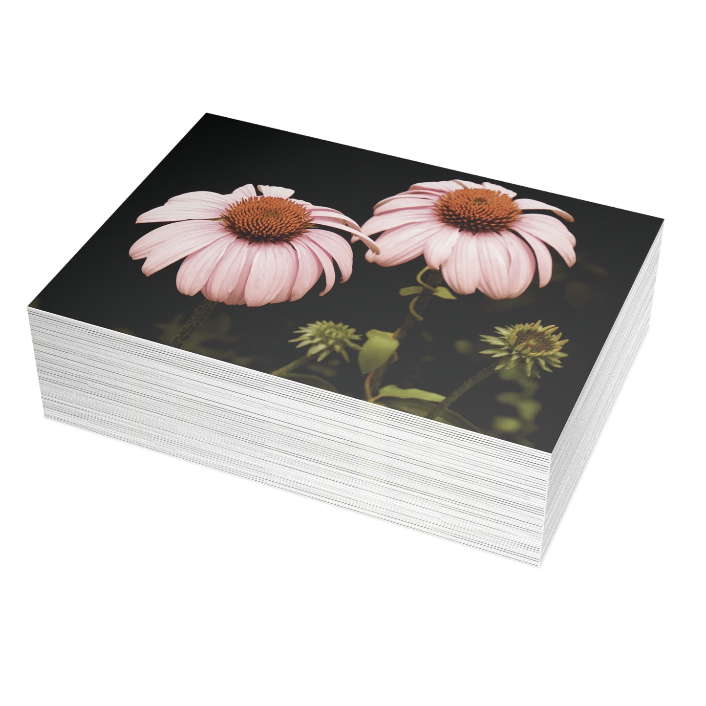 The Pink Coneflowers Postcard Set - 2 Sizes Available, Quantities of 10, 30, 50