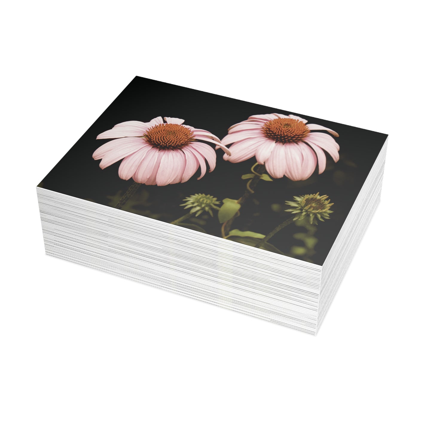 The Pink Coneflowers Postcard Set - 2 Sizes Available, Quantities of 10, 30, 50