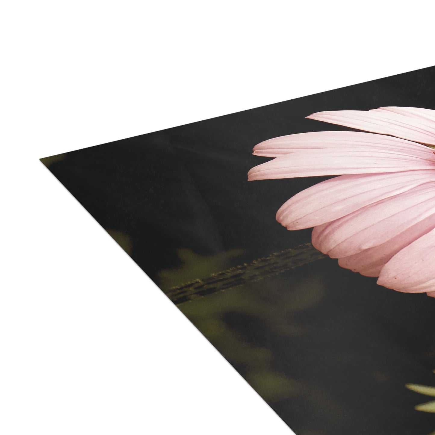 The Pink Coneflowers Postcard Set - 2 Sizes Available, Quantities of 10, 30, 50