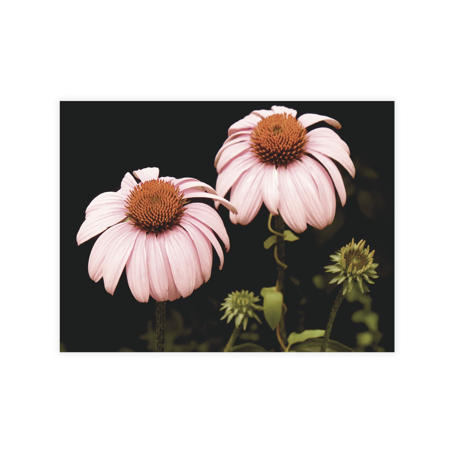 The Pink Coneflowers Postcard Set - 2 Sizes Available, Quantities of 10, 30, 50