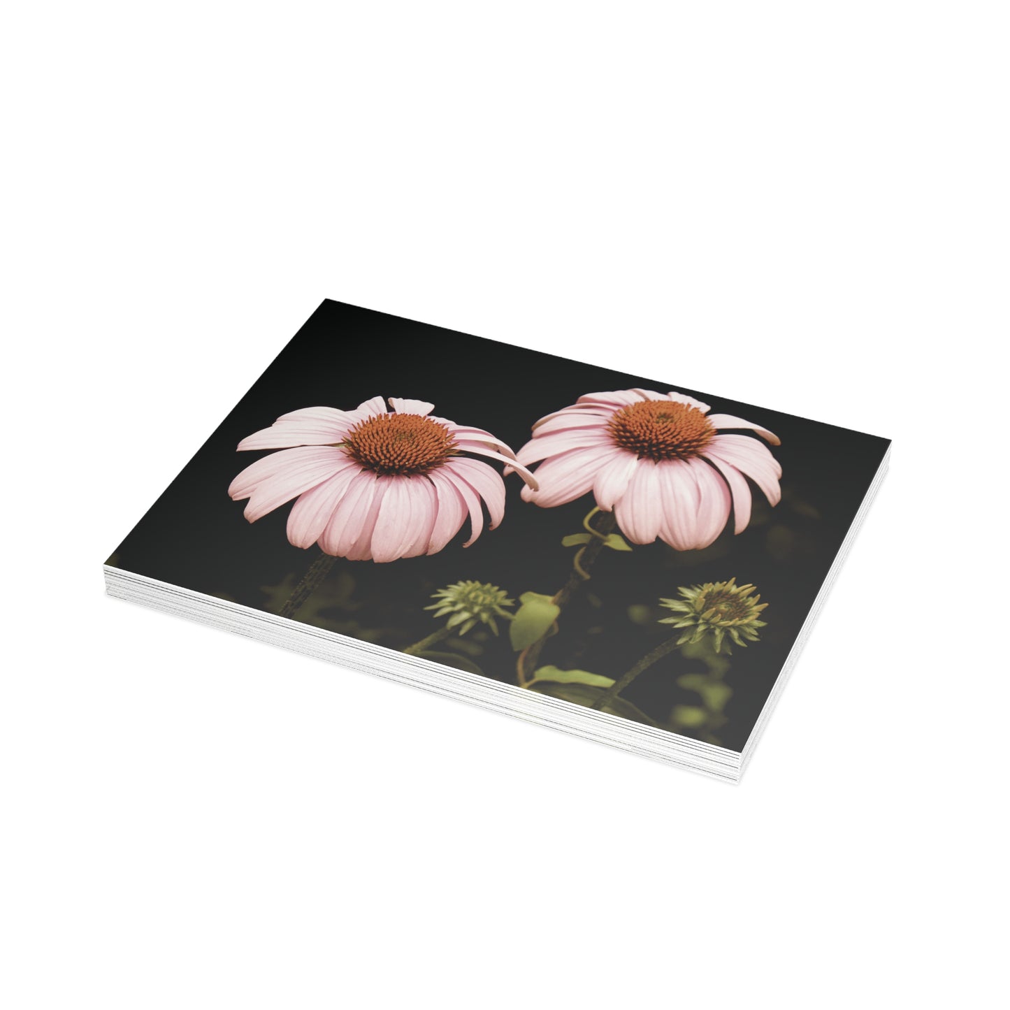 The Pink Coneflowers Postcard Set - 2 Sizes Available, Quantities of 10, 30, 50