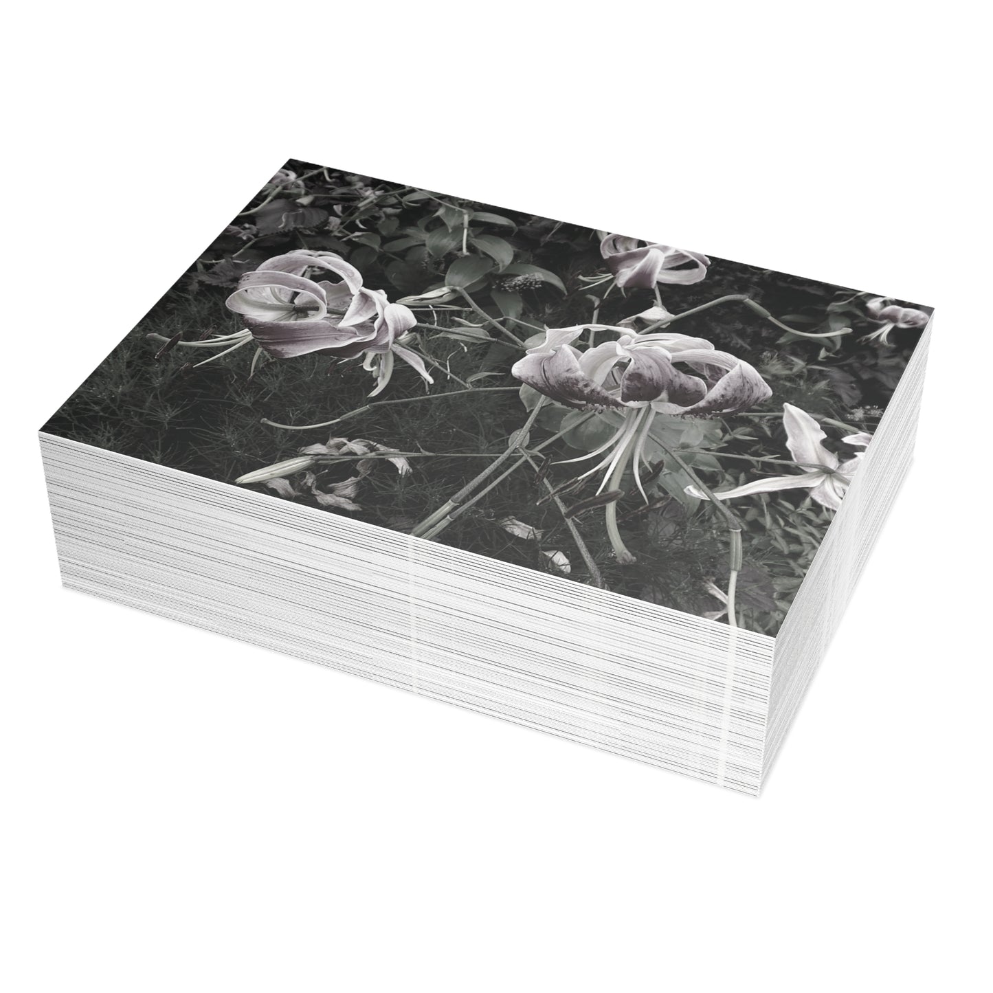 The Pink Tiger Lilies Postcard Set - 2 Sizes Available, Quantities of 10, 30, 50