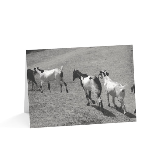 The Goats Card Set - Quantities of 10, 30, 50