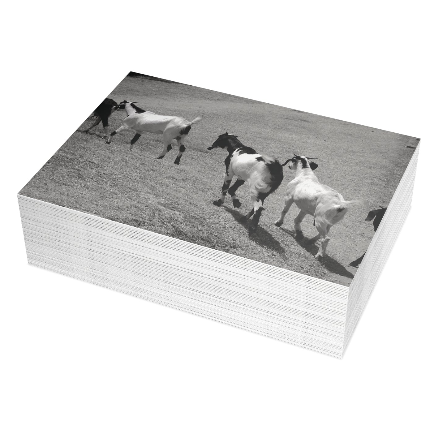 The Goats Postcard Set - 2 Sizes Available, Quantities of 10, 30, 50