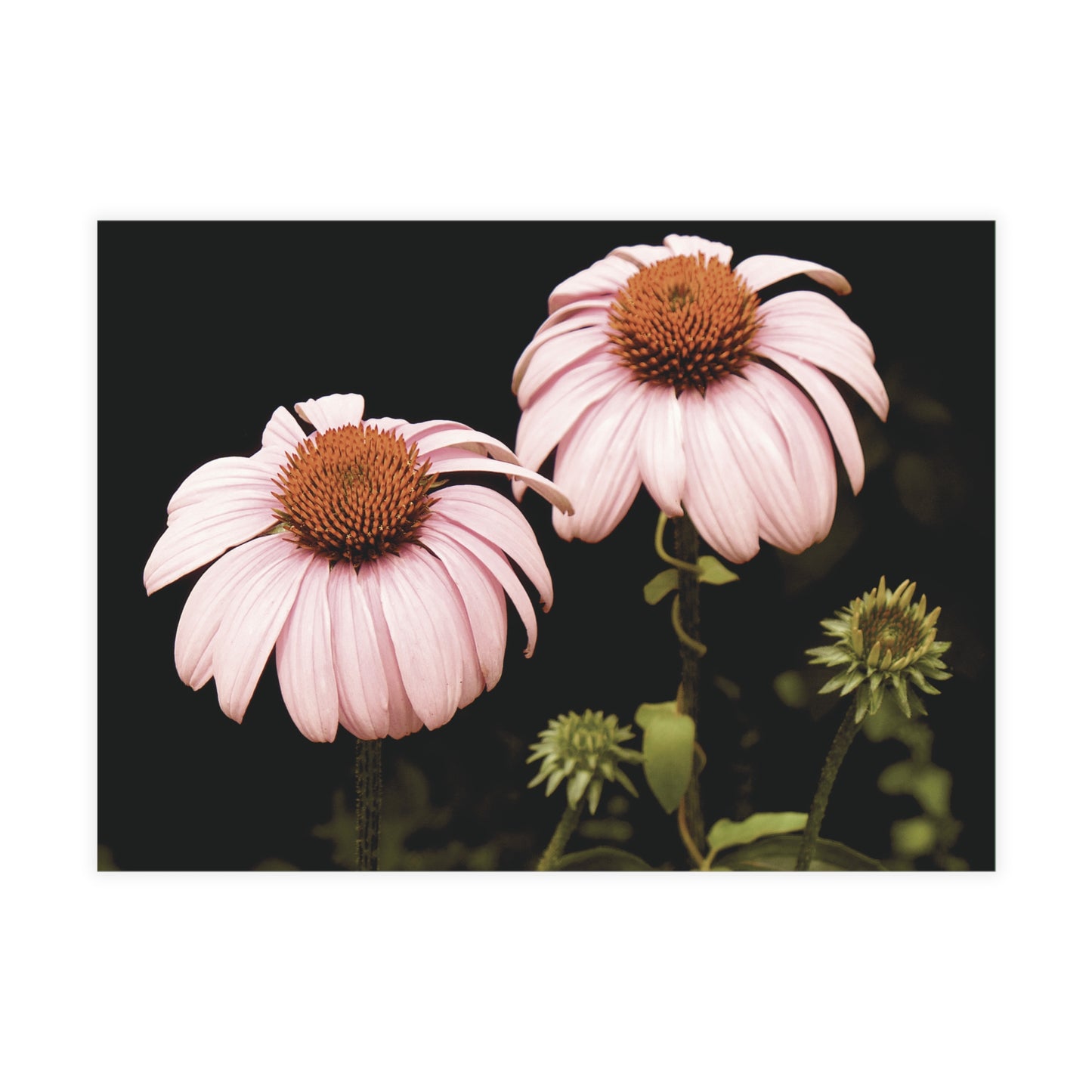 The Pink Coneflowers Postcard Set - 2 Sizes Available, Quantities of 10, 30, 50