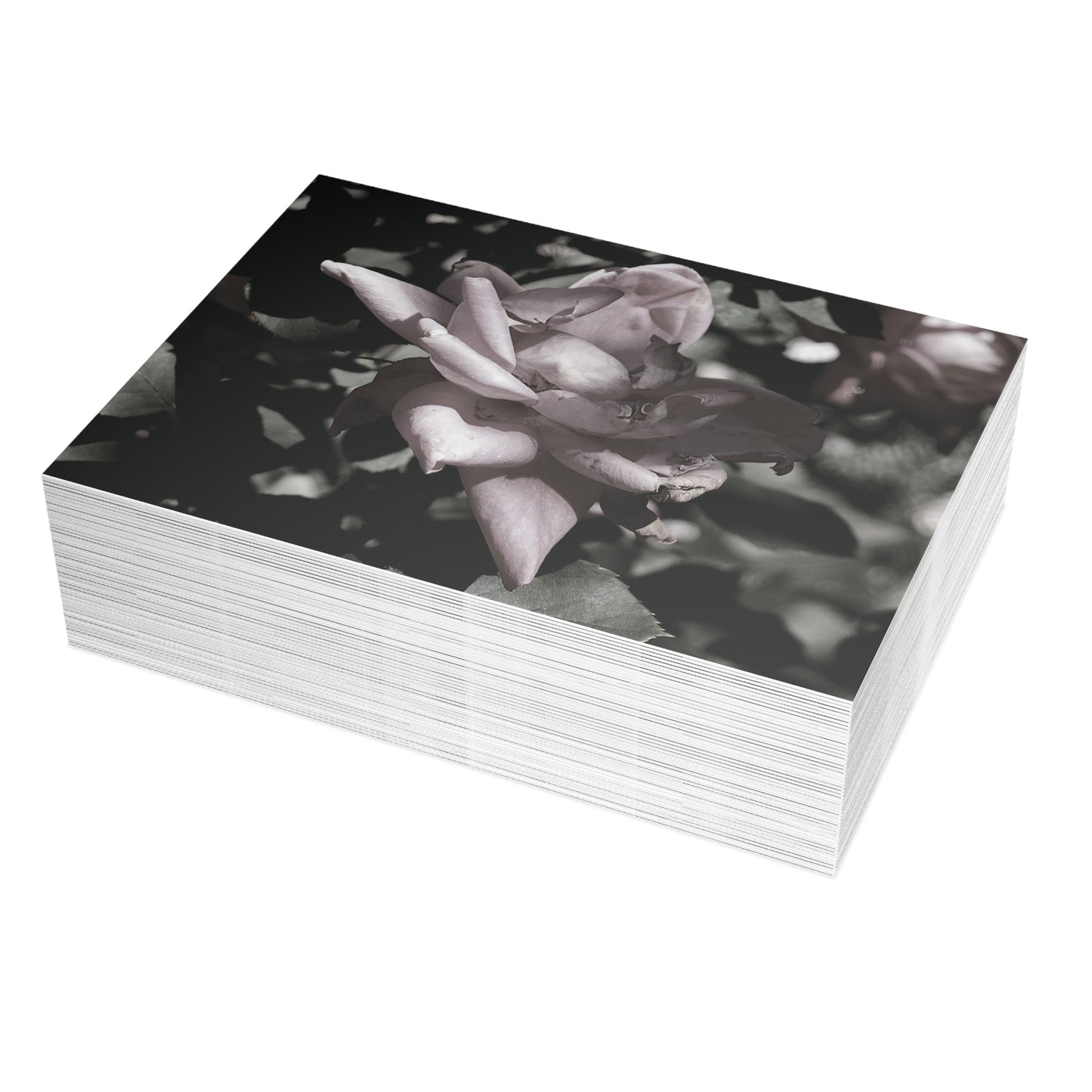 The Pink Rose Postcard Set - 2 Sizes Available, Quantities of 10, 30, 50