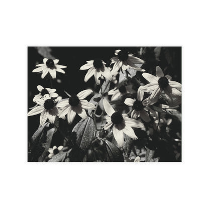 Coneflowers in Black and White Postcard Set - 2 Sizes Available, Quantities of 10, 30, 50