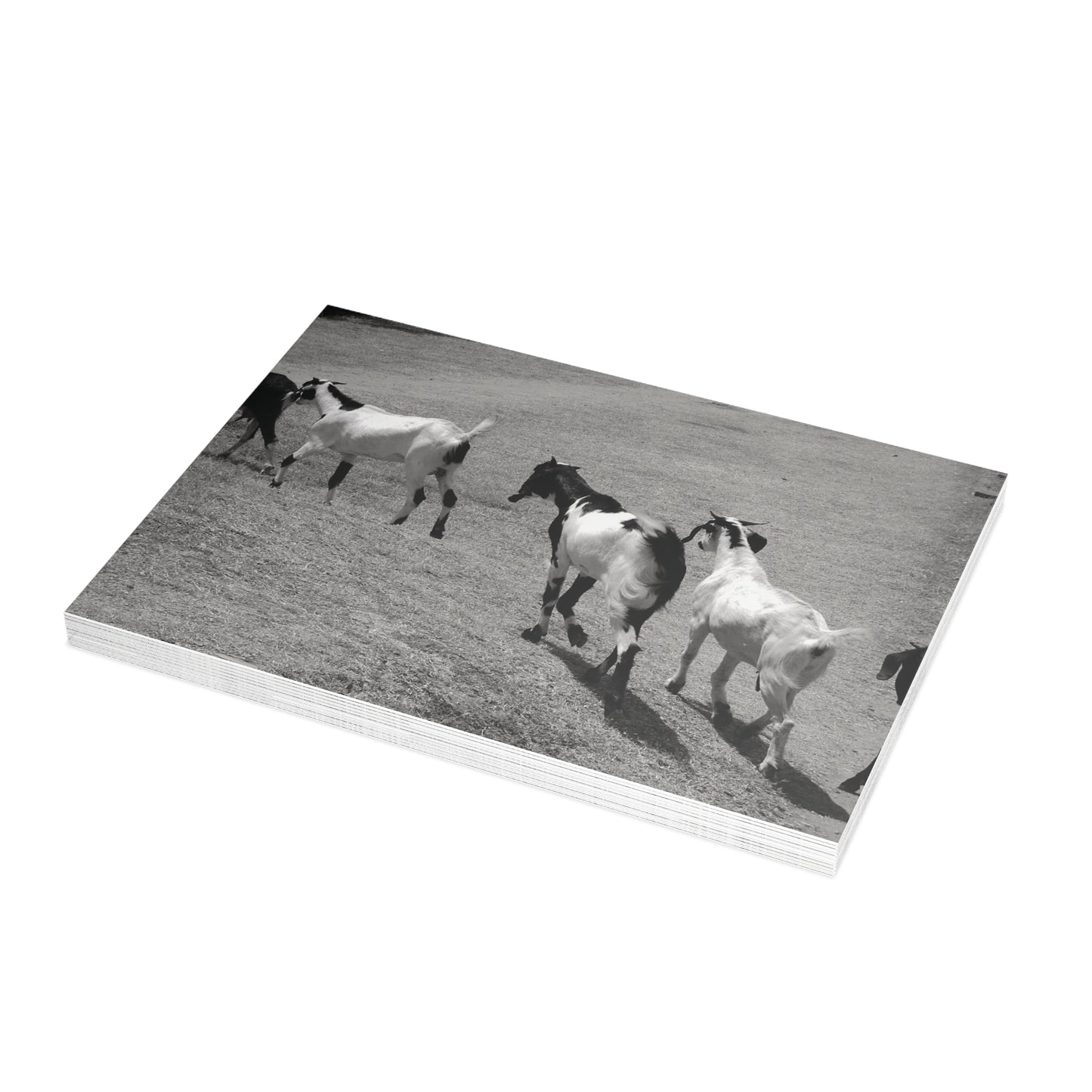 The Goats Postcard Set - 2 Sizes Available, Quantities of 10, 30, 50