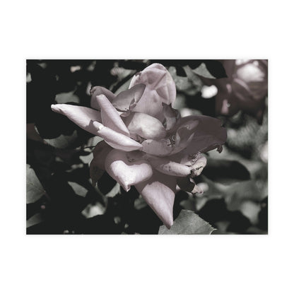 The Pink Rose Postcard Set - 2 Sizes Available, Quantities of 10, 30, 50