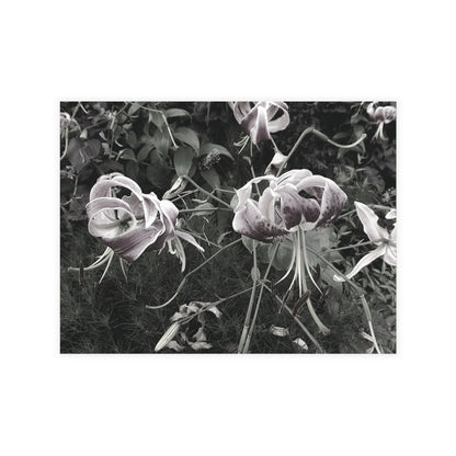 The Pink Tiger Lilies Postcard Set - 2 Sizes Available, Quantities of 10, 30, 50