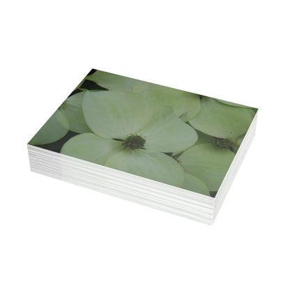 Cornus Kousa Flowers Postcard Set - 2 Sizes Available, Quantities of 10, 30, 50