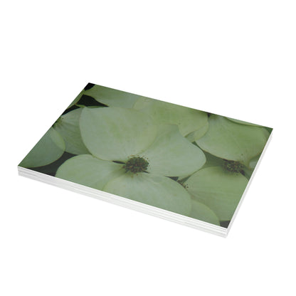 Cornus Kousa Flowers Postcard Set - 2 Sizes Available, Quantities of 10, 30, 50