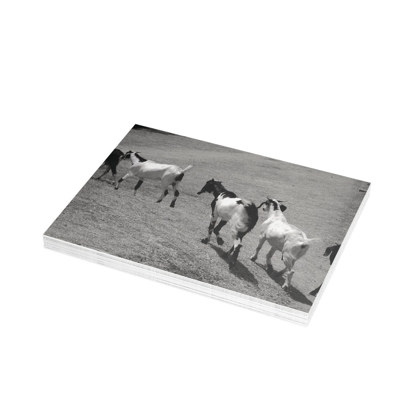 The Goats Postcard Set - 2 Sizes Available, Quantities of 10, 30, 50