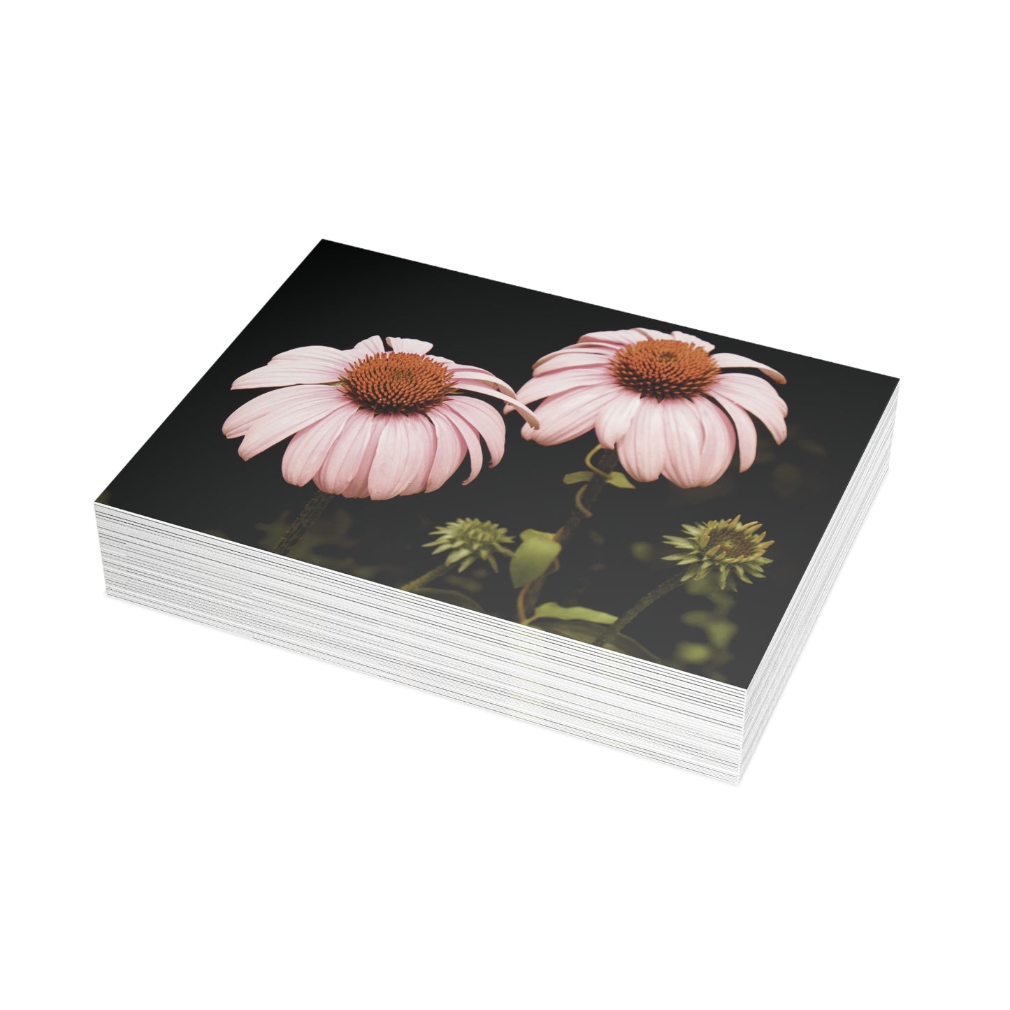 The Pink Coneflowers Postcard Set - 2 Sizes Available, Quantities of 10, 30, 50