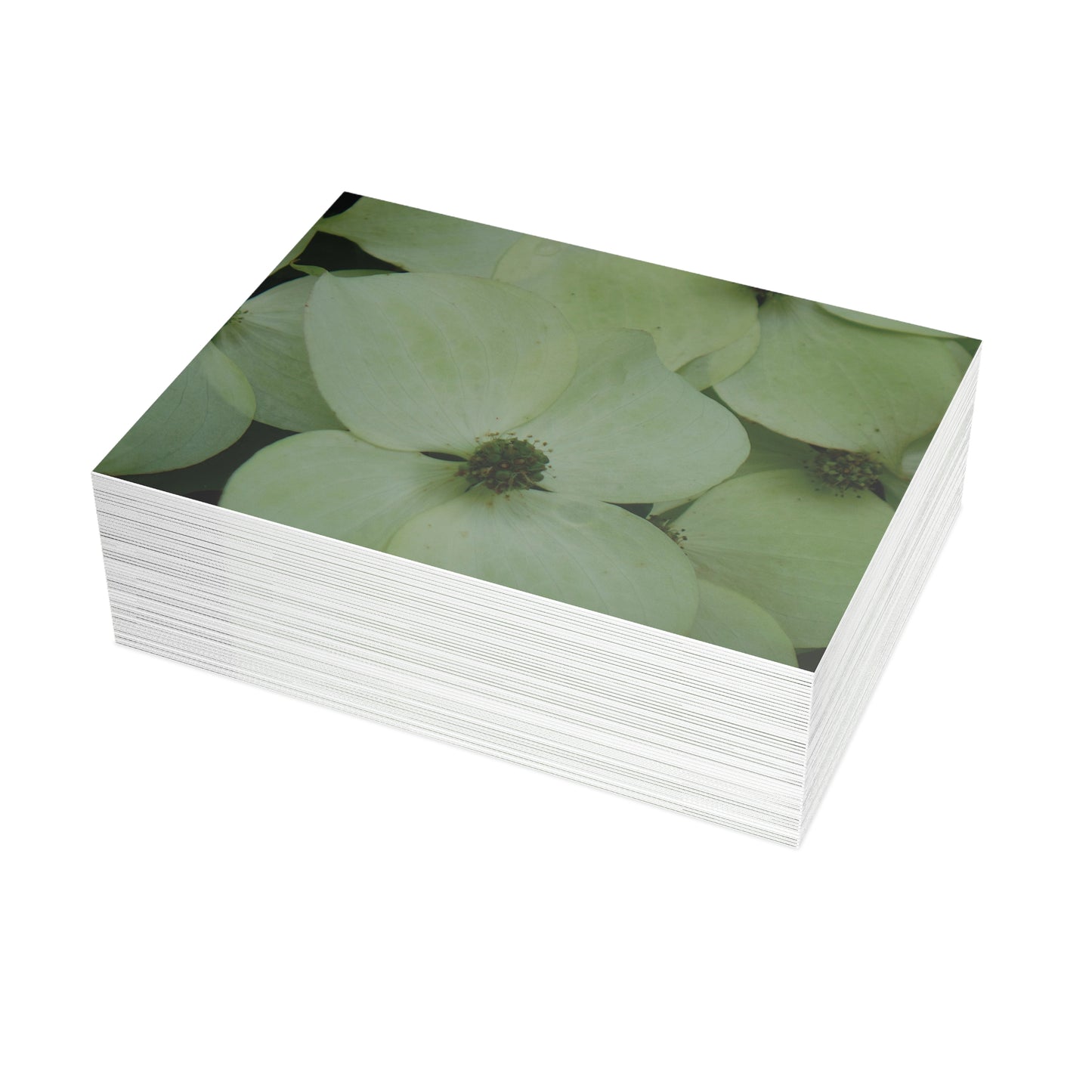 Cornus Kousa Flowers Postcard Set - 2 Sizes Available, Quantities of 10, 30, 50