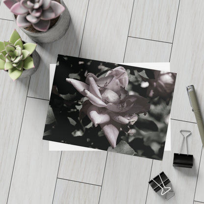 The Pink Rose Postcard Set - 2 Sizes Available, Quantities of 10, 30, 50