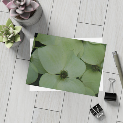 Cornus Kousa Flowers Postcard Set - 2 Sizes Available, Quantities of 10, 30, 50