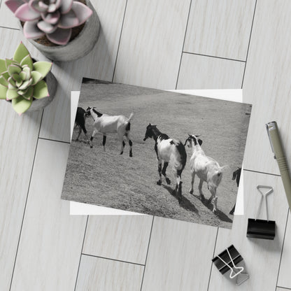 The Goats Postcard Set - 2 Sizes Available, Quantities of 10, 30, 50